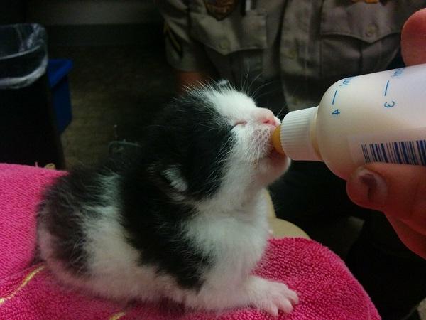 用奶瓶喂小猫